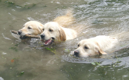 Roxanne en famille