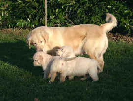 Nessie et ses chiots de 6 semaines au jardin