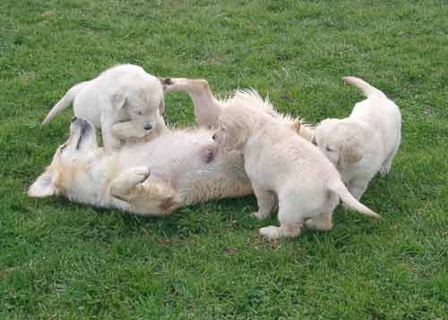 Nessie et ses bbs de 7 sem (Rbus, Rapsodie et Roxanne)