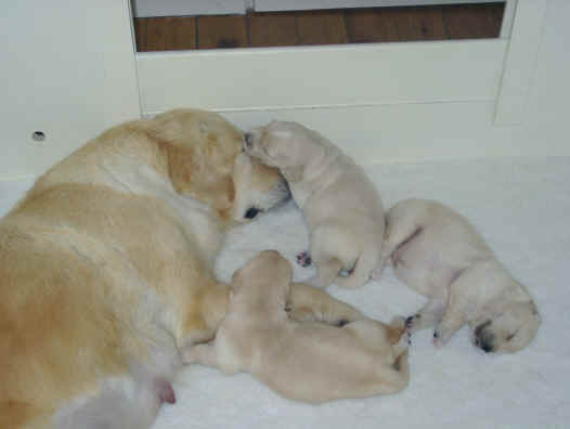 Nessie notre premire golden et ses bbs  2 semaines