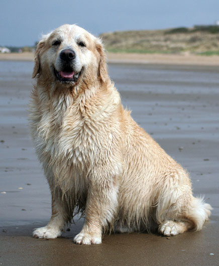 Rbus  5 ans 1/2  la plage : une bonne tte de golden retriever