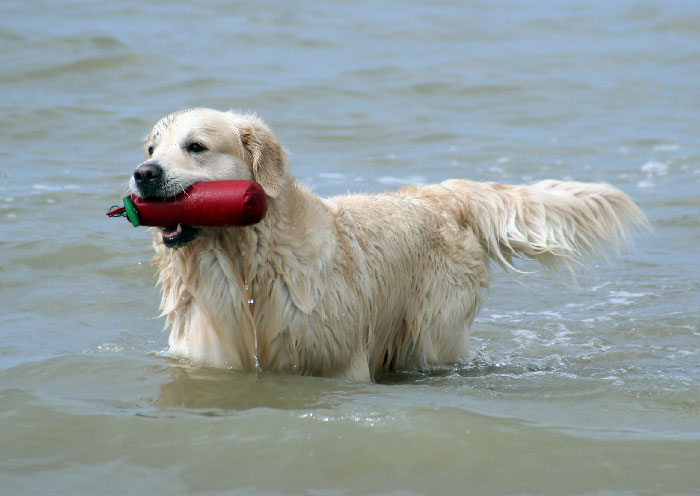 Le golden retriever, un chien de rapport