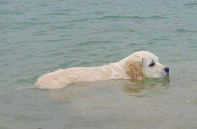 golden retriever : Roxanne est vraiment un chien d'eau !
