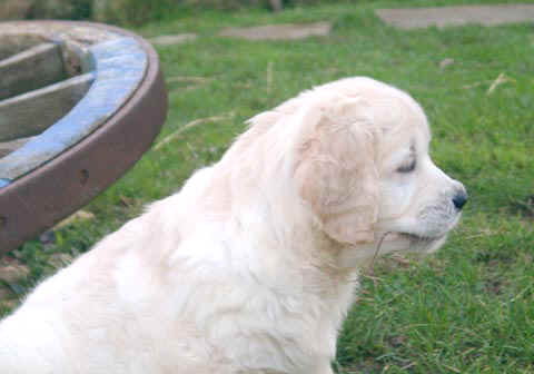 Roxanne (tte de profil) au jardin  8 semaines