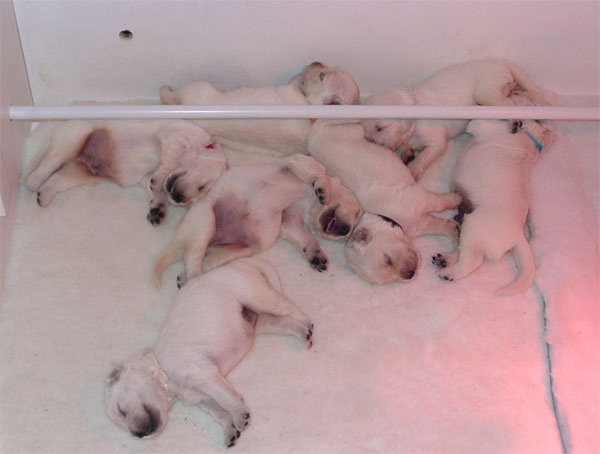 chiots qui dorment