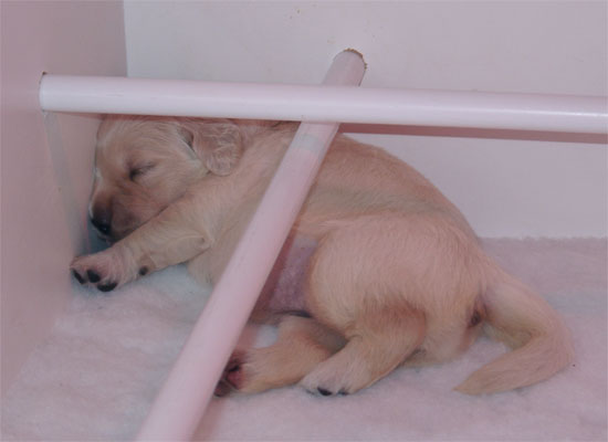 chiot golden retriever qui dort