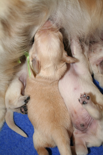 c'est l'heure du repas pour le chiot golden retriever, Miss Aurore Borale.