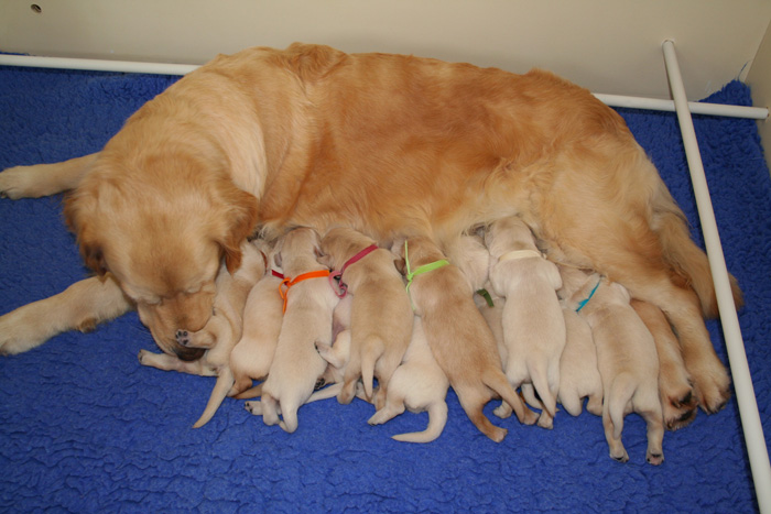 Chiots golden retrievers qui mangent